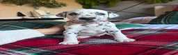 Dalmatian dogs for sale: PEDIGREE Dalmatian Puppies ready NOW - Advert 23