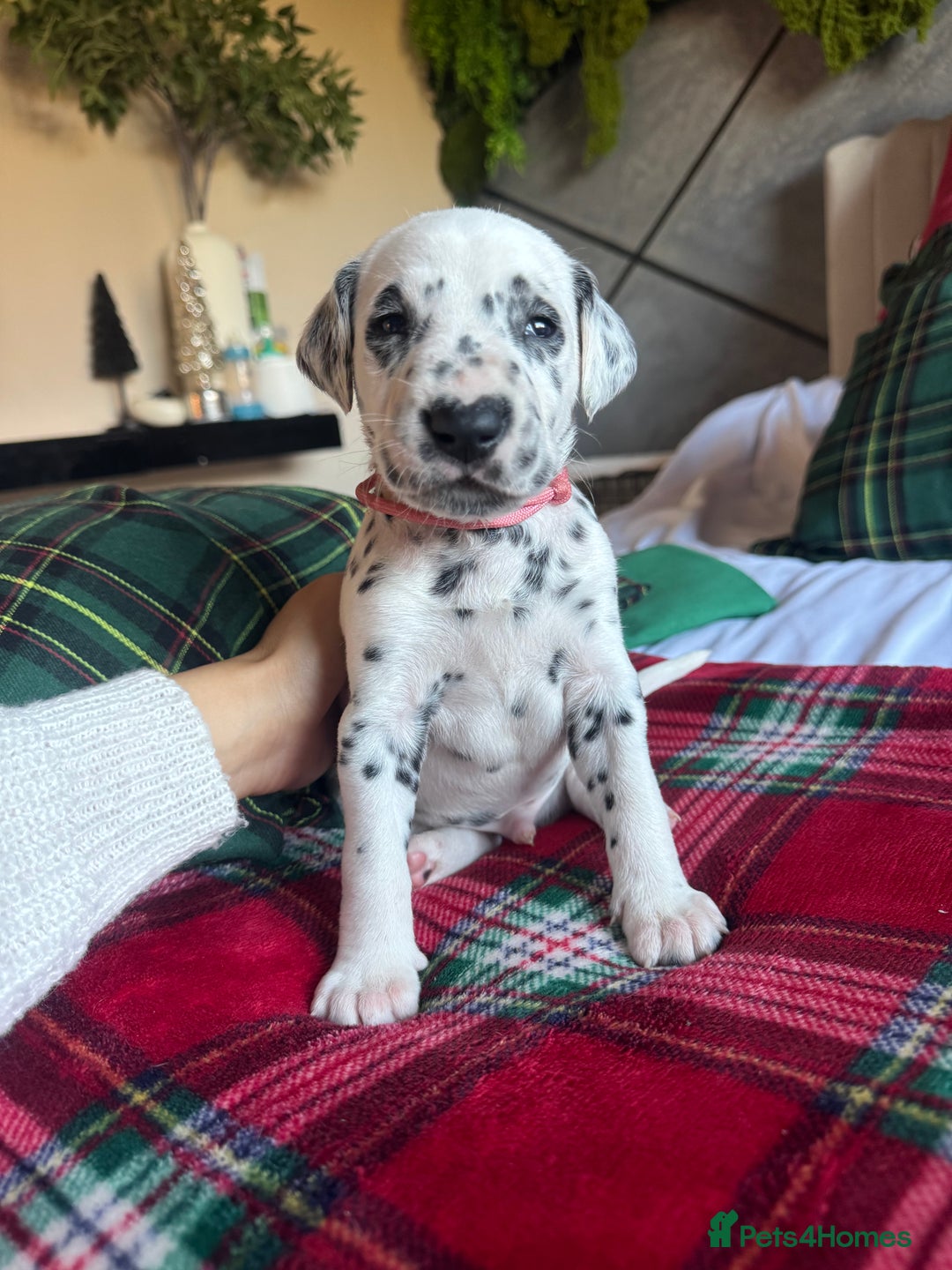 Dalmatian dogs for sale: PEDIGREE Dalmatian Puppies ready NOW - Advert 23