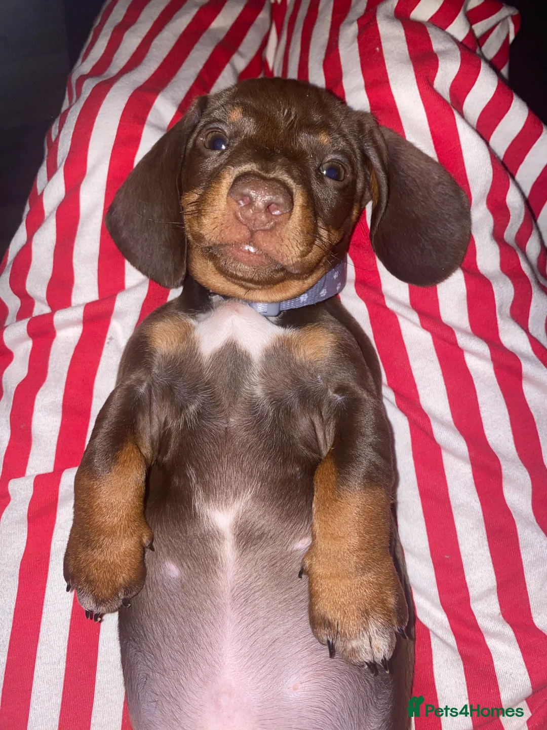 Miniature Dachshund dogs for sale: Miniature Dachshund for sale  - Advert 3