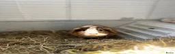 Guinea Pig rodents for sale: Cloud and Clay  in Glasgow - Advert 3