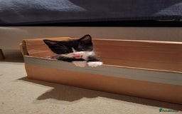 Mixed Breed cats for sale: seven funny kittens - Image 31