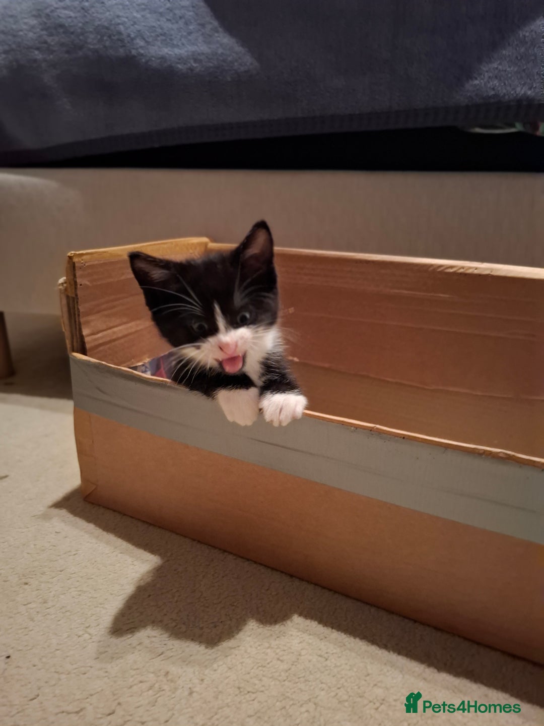 Mixed Breed cats for sale: seven funny kittens - Image 31