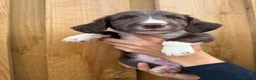 Mixed Breed dogs for sale: Bedlington whippet x springer spaniel puppys - Advert 24