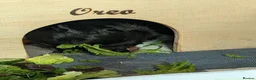 Guinea Pig rodents for sale: Bueno and Oreo  - Advert 7