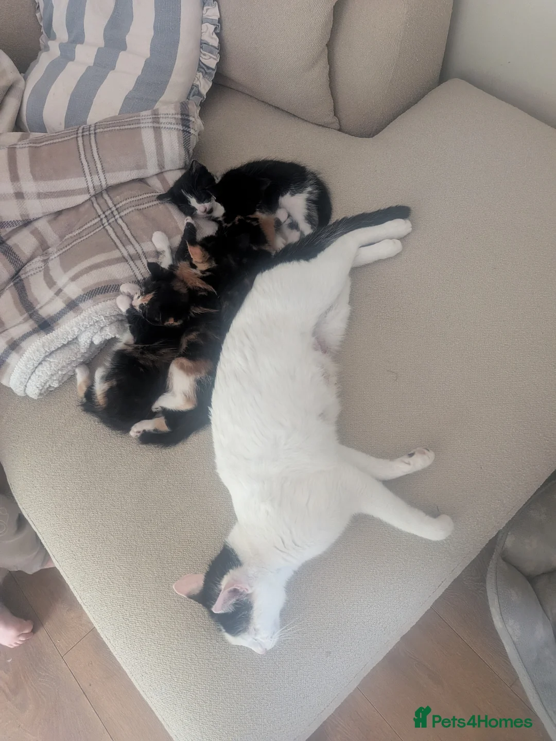 Mixed Breed cats for sale: Stunning female kitten LAST REMAINING  - Advert 1