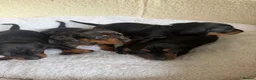 Dachshund dogs for sale: Miniature Dascshund smooth hair puppy’s  in Ilminster - Advert 15