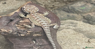 Bearded Dragon reptiles - Advert 8