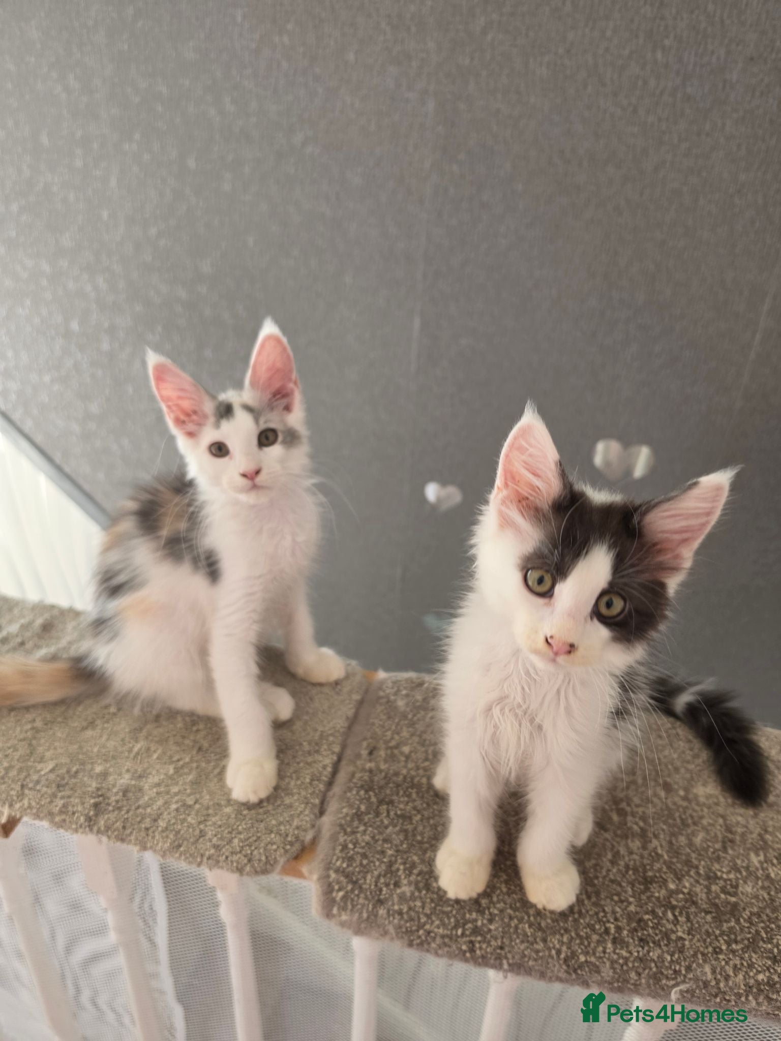 Maine Coon cats TICA REGISTERED STUNNING KITTENS  - Advert 4