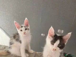 Maine Coon cats TICA REGISTERED STUNNING KITTENS - Advert 4