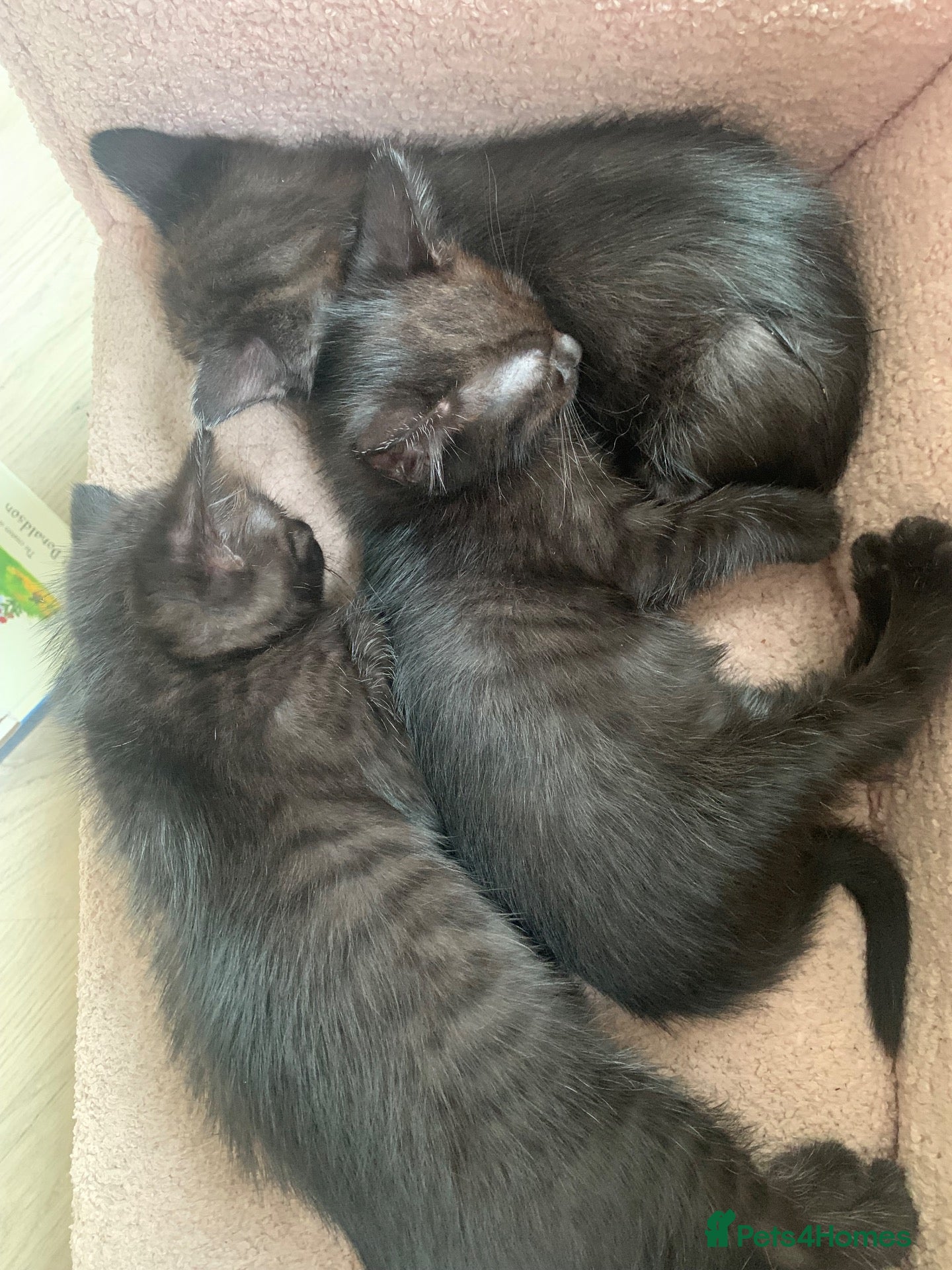 Mixed Breed cats Half rag doll kittens  - Advert 1