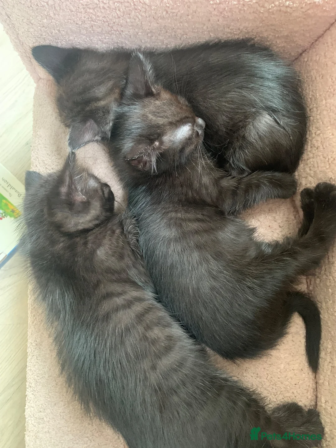 Mixed Breed cats for sale: Half rag doll kittens  - Advert 1