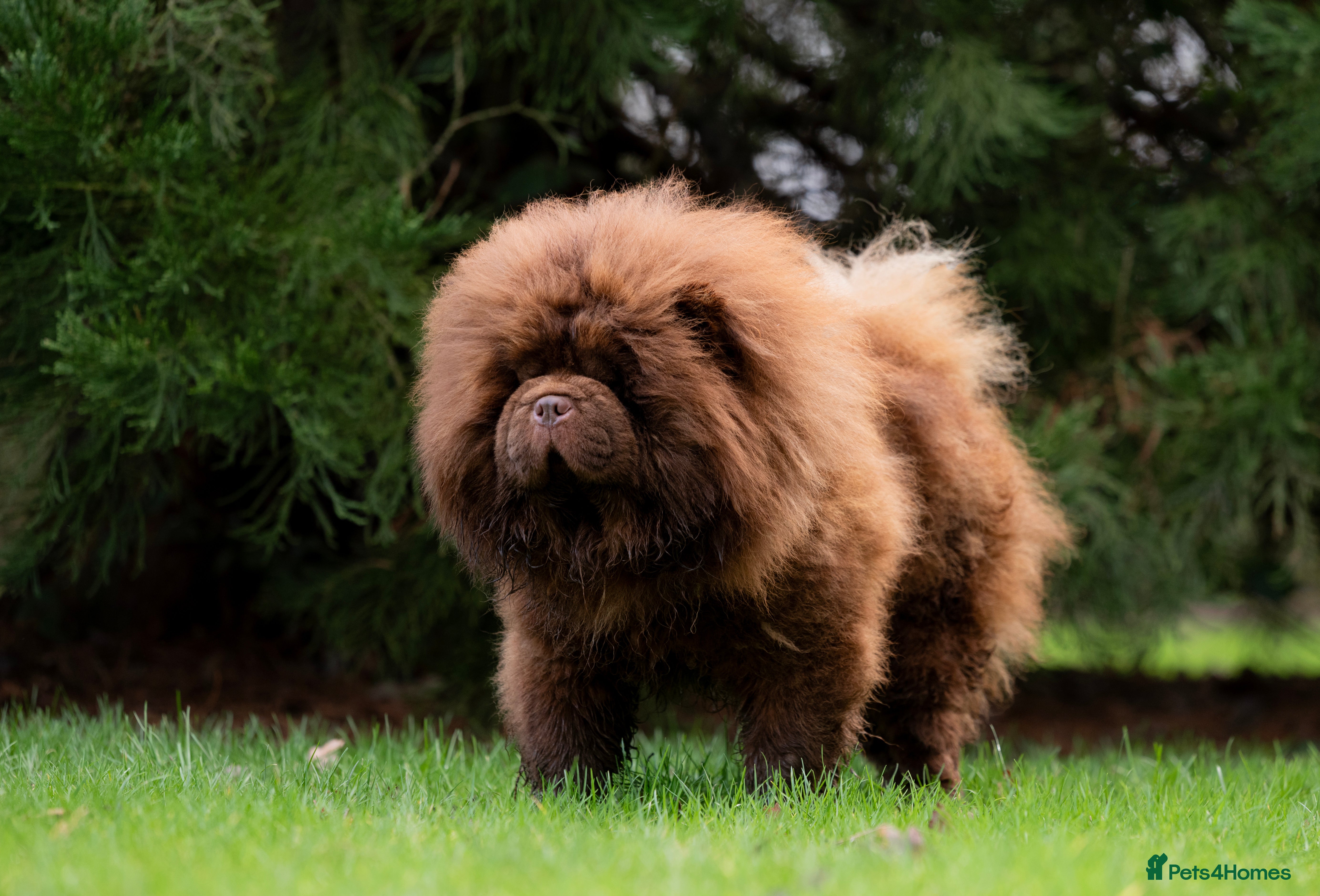 Chow Chow dogs Outstanding Chocolate kc Reg Stud Boy in Pontefract - Advert 1