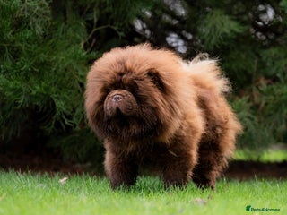 Chow Chow dogs in Pontefract - Advert 1