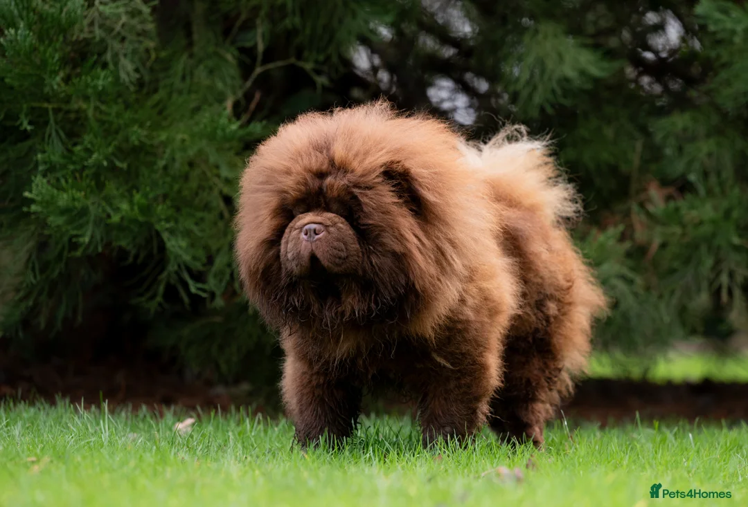 Chow Chow dogs for stud: Outstanding Chocolate kc Reg Stud Boy in Pontefract - Advert 1