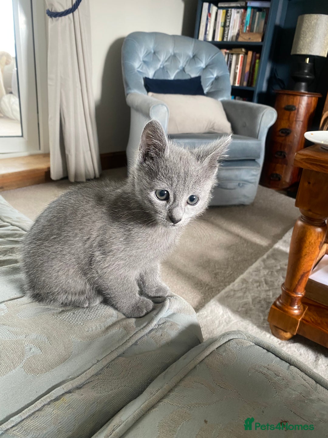 Russian Blue cats for sale: 5 Pure Pedigree Russian Blue Kittens *LAST MALE* - Image 26