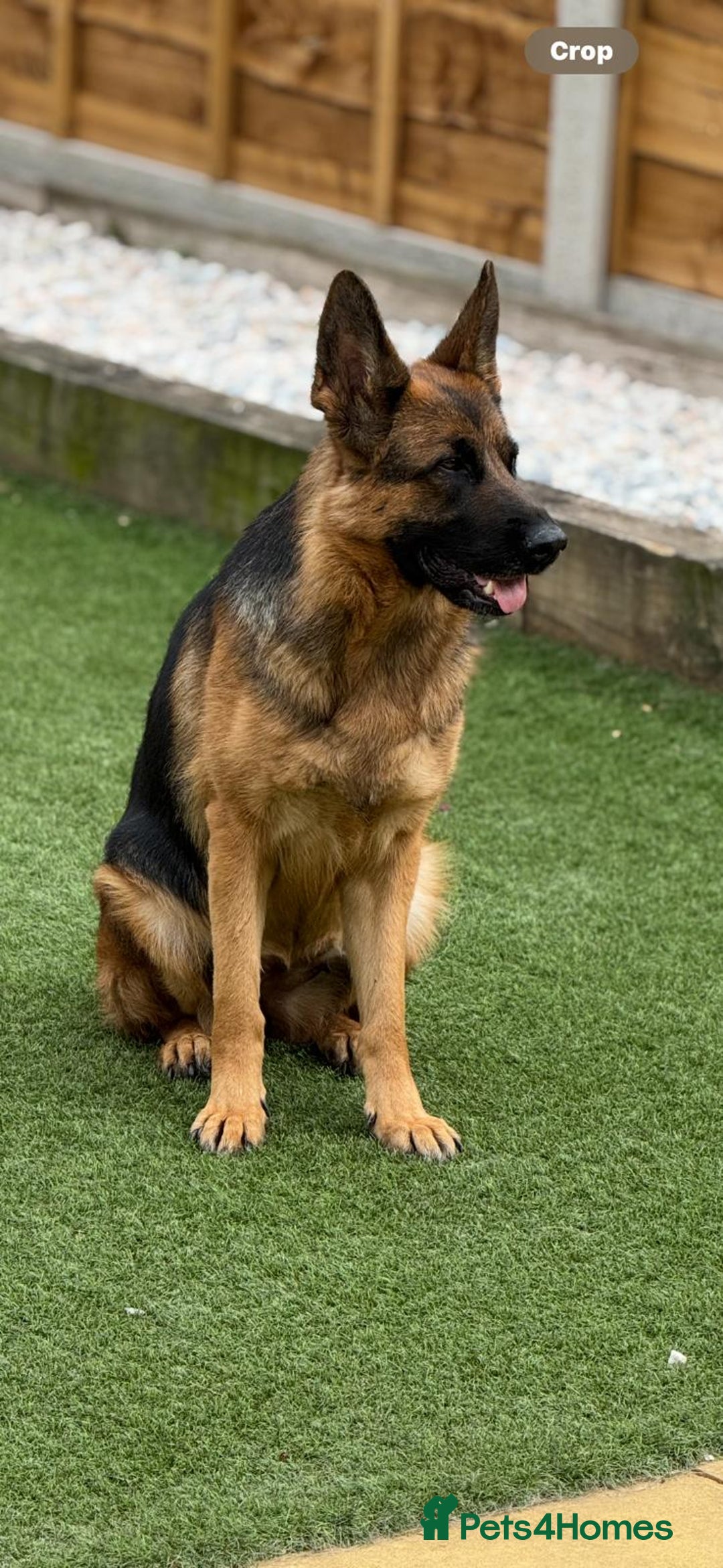 German Shepherd dogs for sale: Gorgeous German Shepherd Female for loving home - Advert 3