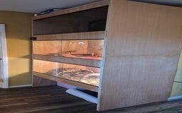 Bearded Dragon reptiles for sale: Full breeding setup  - Image 7