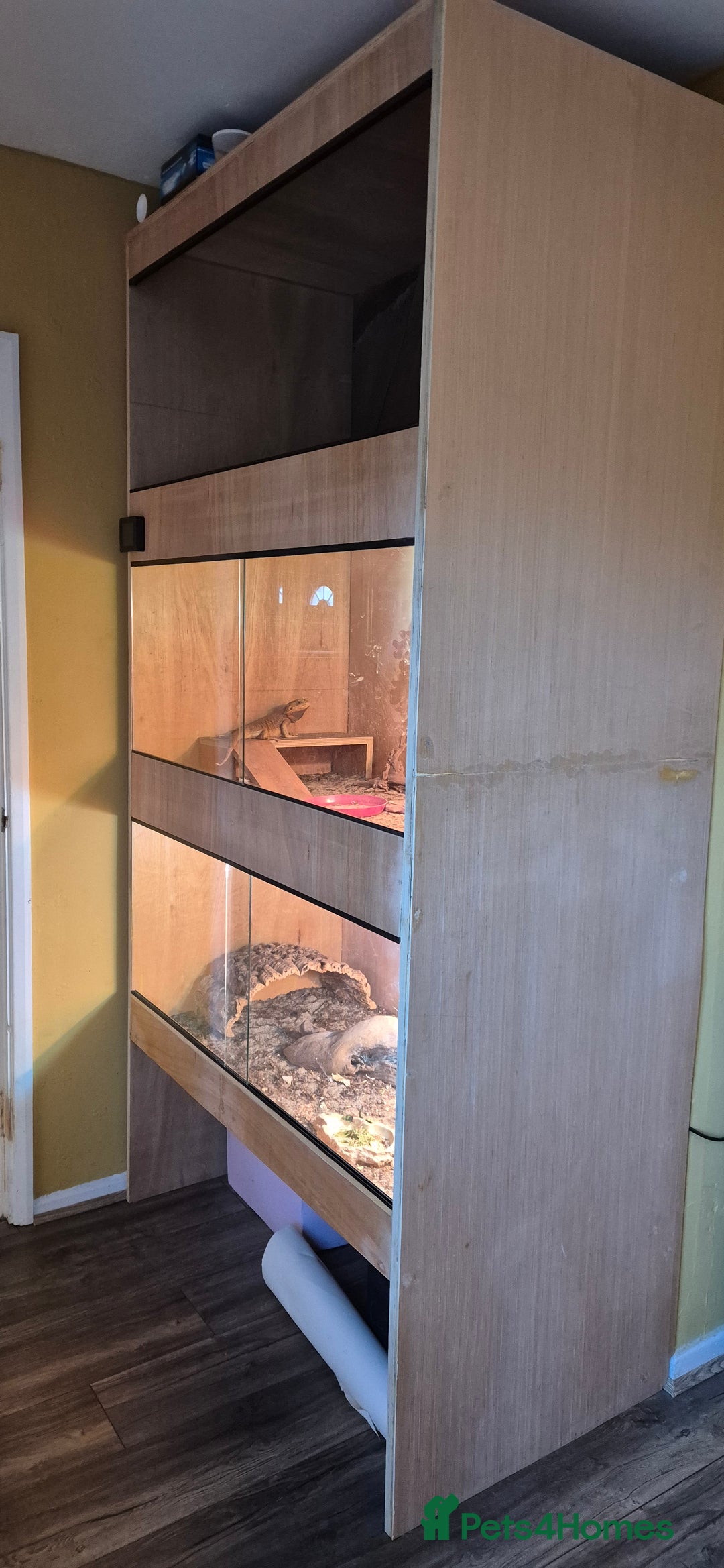 Bearded Dragon reptiles for sale: Full breeding setup  - Image 7