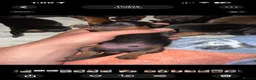 Dachshund dogs for sale: DACHSHUND PUPPIES!  - Advert 13
