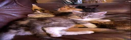 Maine Coon cats for sale: Pedigree Maine Coon kittens  - Advert 5
