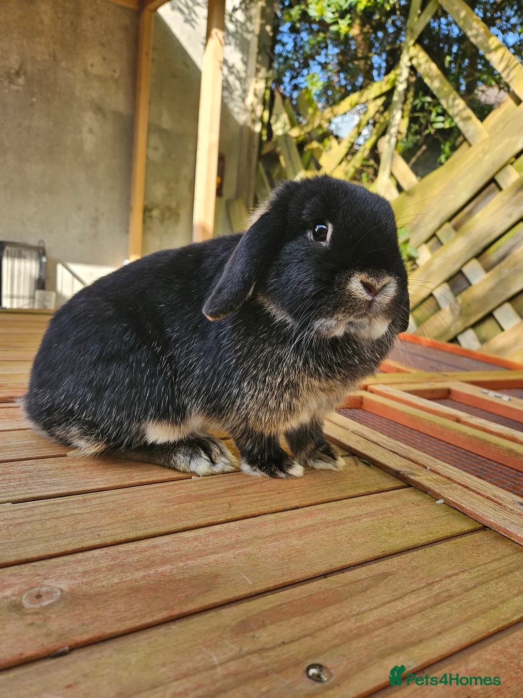 Mini Lop rabbits for sale: Mini lops for sale - Advert 1