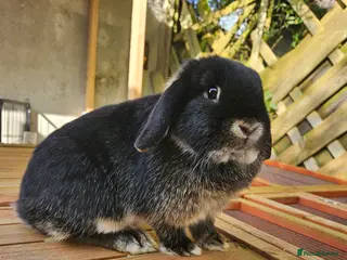Mini Lop rabbits Mini lops for sale - Advert 3
