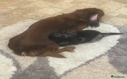 Miniature Dachshund dogs for sale: Dachshund male Puppie long haired  - Image 4