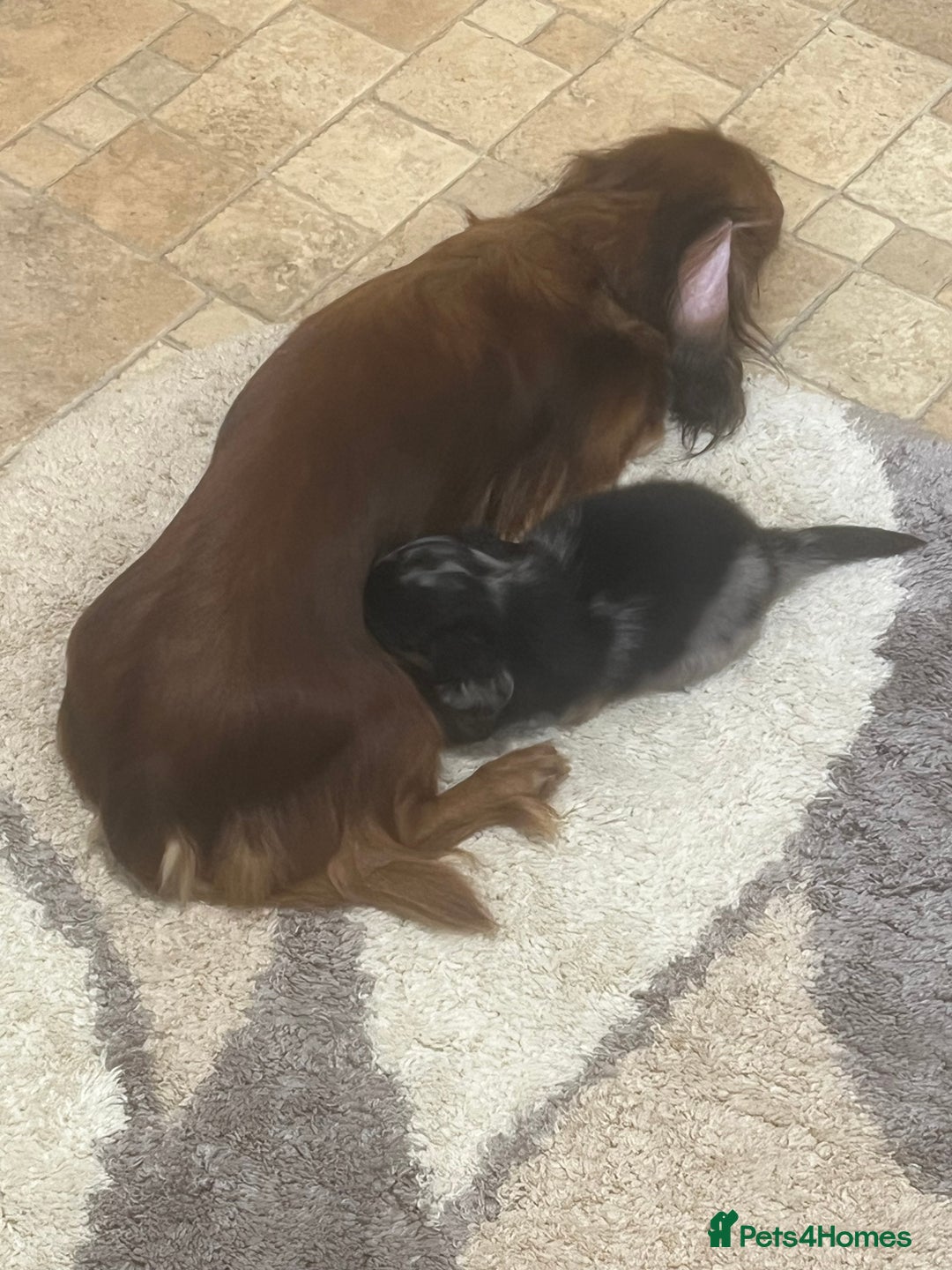 Miniature Dachshund dogs for sale: Dachshund male Puppie long haired  - Image 4