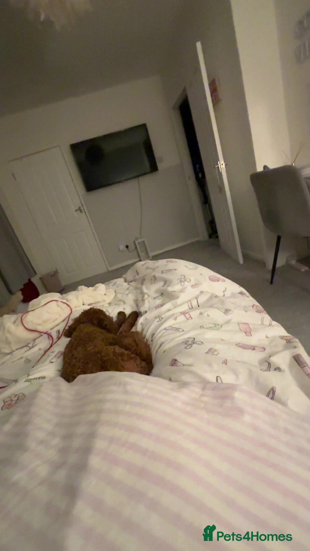 Cockapoo dogs for sale: Teddy the mini poodle  - Advert 2