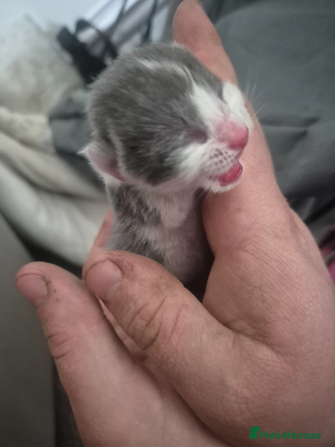 Mixed Breed cats for sale: Mittens kittens - Advert 6