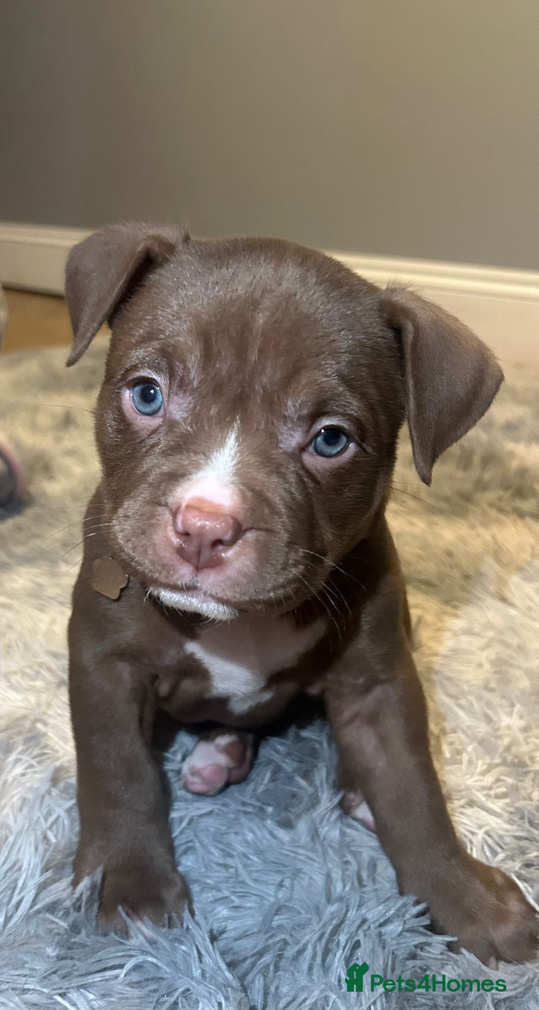 Mixed Breed dogs 4 girl pocket bully’s - Advert 3