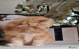 Persian cats for sale: Beautiful persian kittens  - Image 3