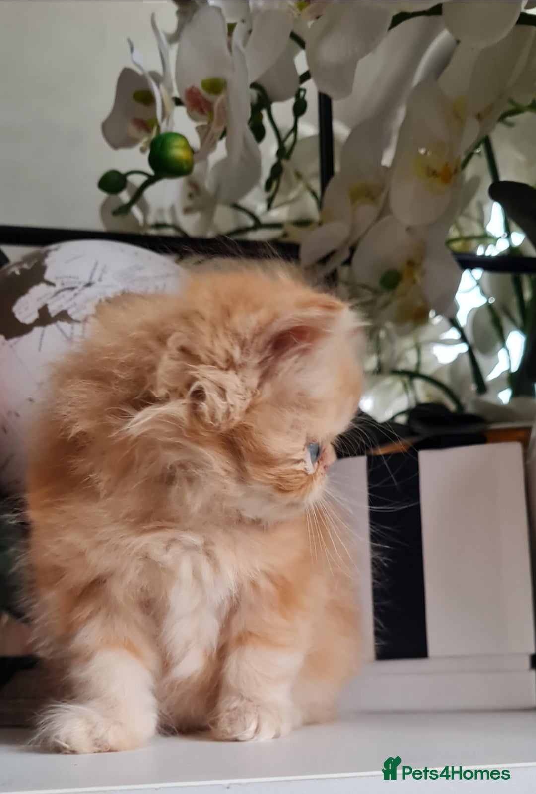 Persian cats for sale: Beautiful persian kittens  - Image 3
