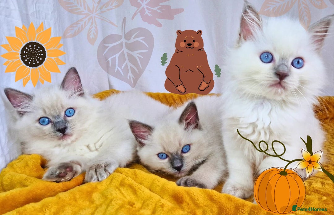 Ragdoll cats for stud: Ragdoll Stud Lilac Colour GCCF Active. in Sheffield - Image 7
