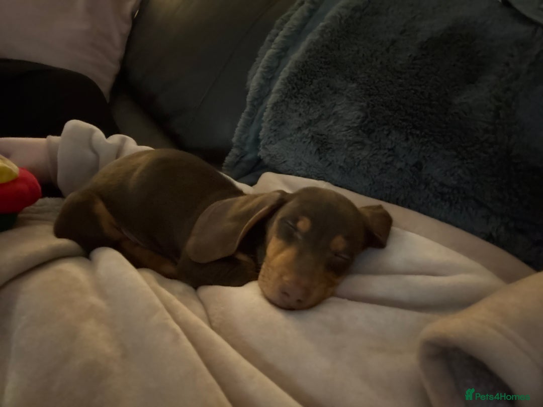 Miniature Dachshund dogs for sale: Male Miniature Dachshund.   - Image 2