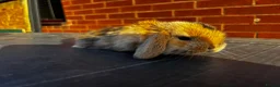 Mini Lop rabbits for sale: 🐰 Adorable Mini Lops 🐰  - Advert 9