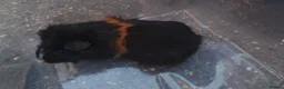 Guinea Pig rodents for sale: A very sad rehoming due to relocation  in High Wycombe - Advert 3