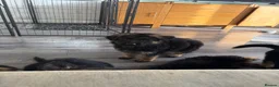 German Shepherd dogs for sale:  KC REGISTERED LONG-COAT GERMAN SHEPHERDS  - Advert 13