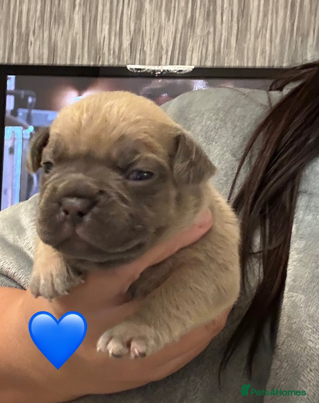 French Bulldog dogs for sale: French bulldog puppies - Advert 5