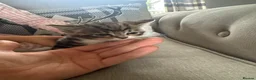 British Shorthair cats for sale: British Shorthair X Tabby Kittens - Advert 2