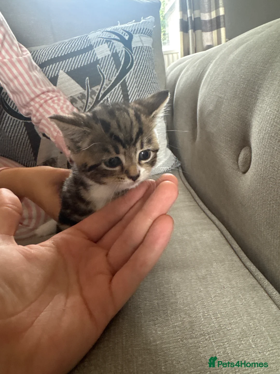 British Shorthair cats for sale: British Shorthair X Tabby Kittens - Advert 2