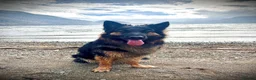 German Shepherd dogs for sale: Free Female German shepherd / Lurcher 1 year old in Gateshead - Advert 8