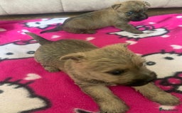 Cairn Terrier dogs for sale: Quality litter KC reg Cairn Terrier Puppies  - Image 10