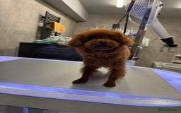Toy Poodle dogs for sale: Asian teddy face toy poodles boys - Image 19