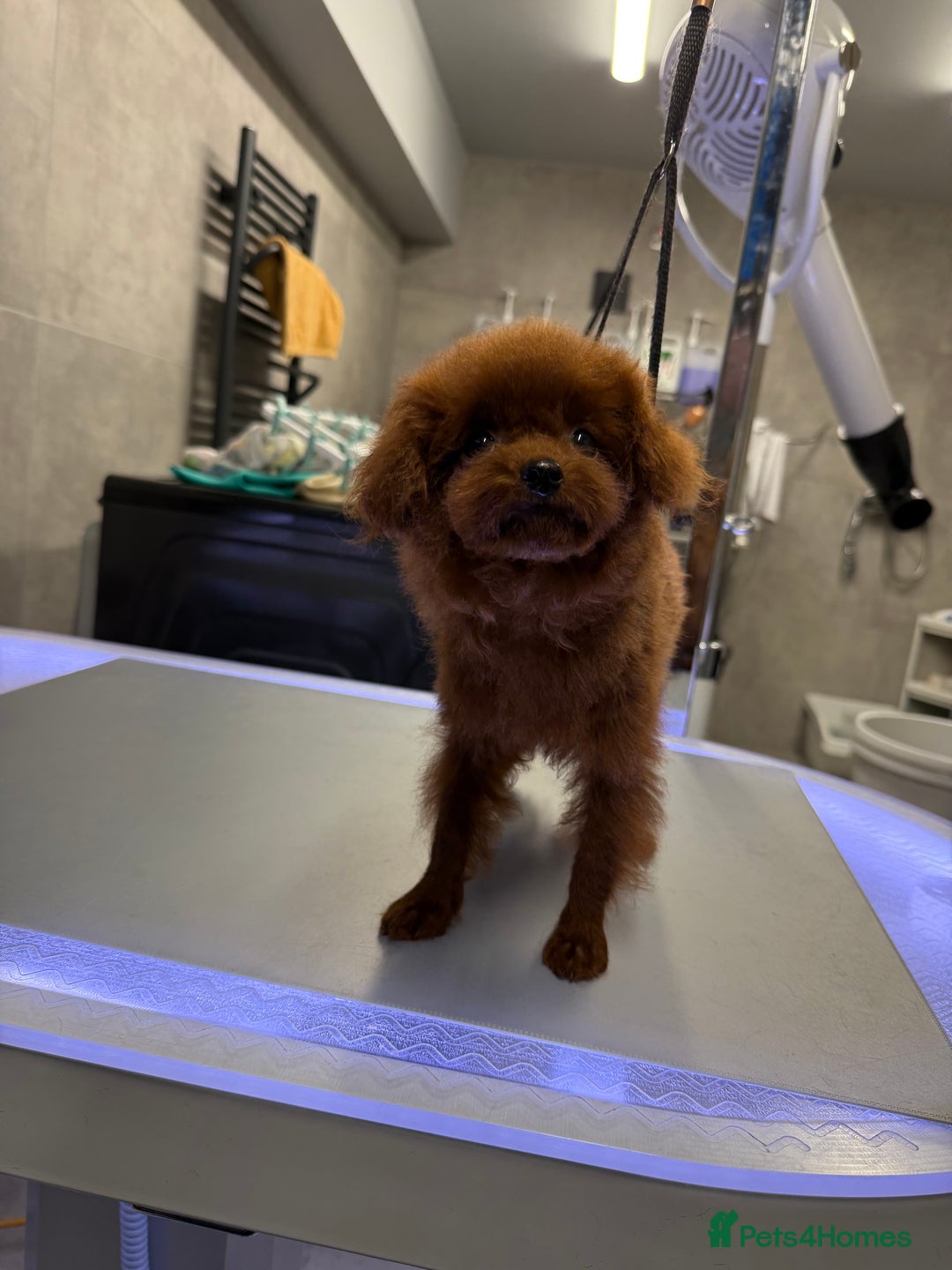 Toy Poodle dogs for sale: Asian teddy face toy poodles boys - Image 19