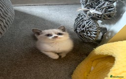 Persian cats for sale: Our cute adorable little female seal point  - Image 8