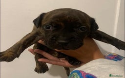 Staffordshire Bull Terrier dogs for sale: Staffy pups  - Image 4