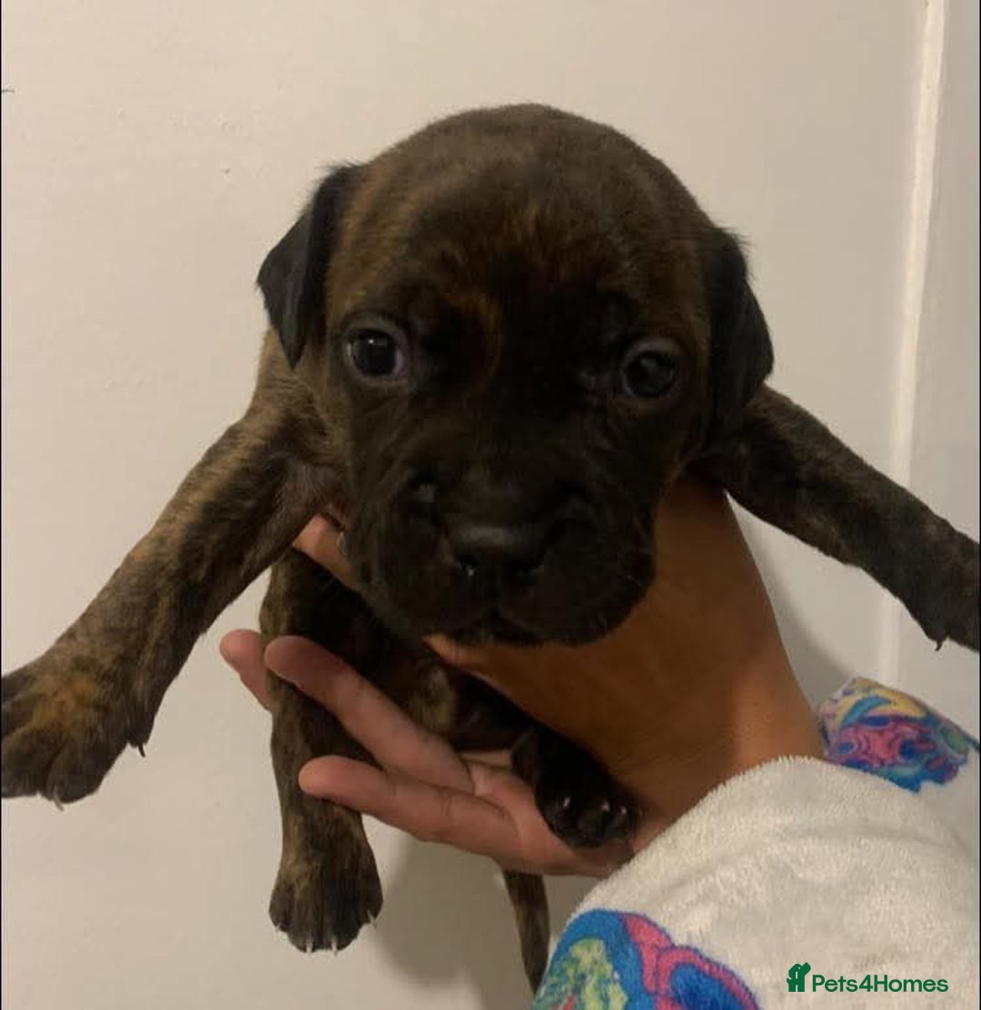 Staffordshire Bull Terrier dogs for sale: Staffy pups  - Image 4