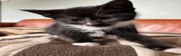 Mixed Breed cats for sale: 7 black and white kittens looking for forever home - Advert 4