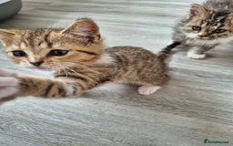 Selkirk Rex cats for sale: Pedigree Selkirk rex  kittens ready now  in Burnham-on-Sea - Image 25